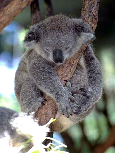 koala-australia-big